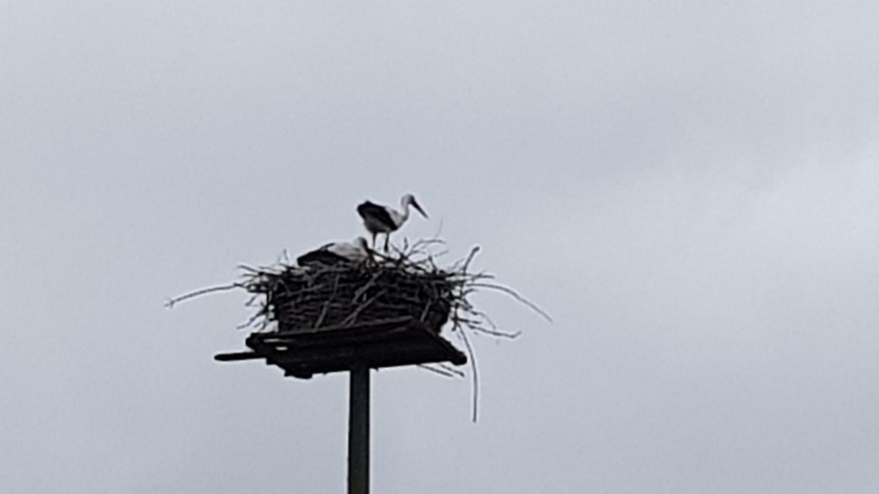 Ferienwohnung Am Nord-Ostsee-Kanal Breiholz Bagian luar foto